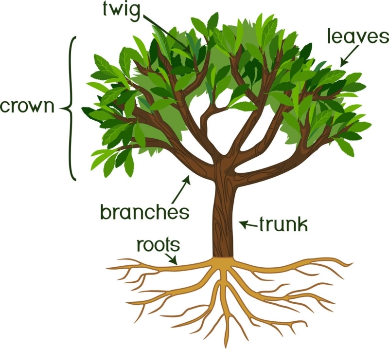 tree anatomy