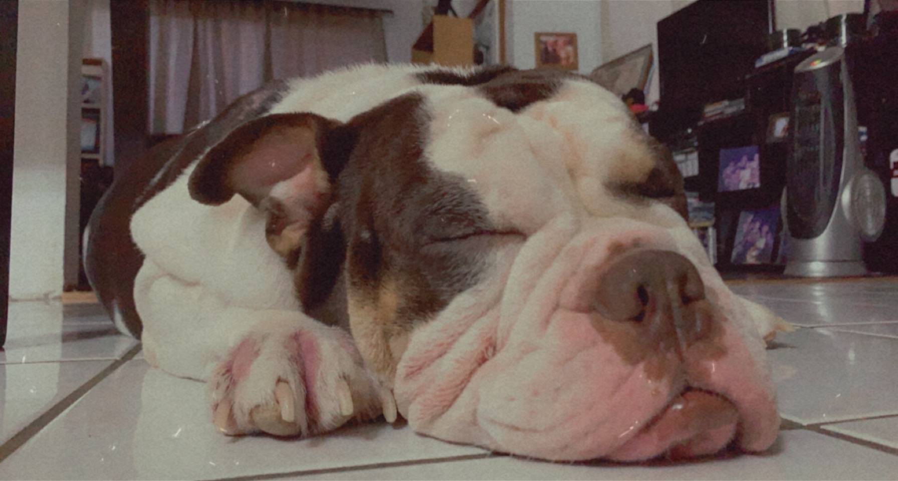 Optimized JPG of dog on floor