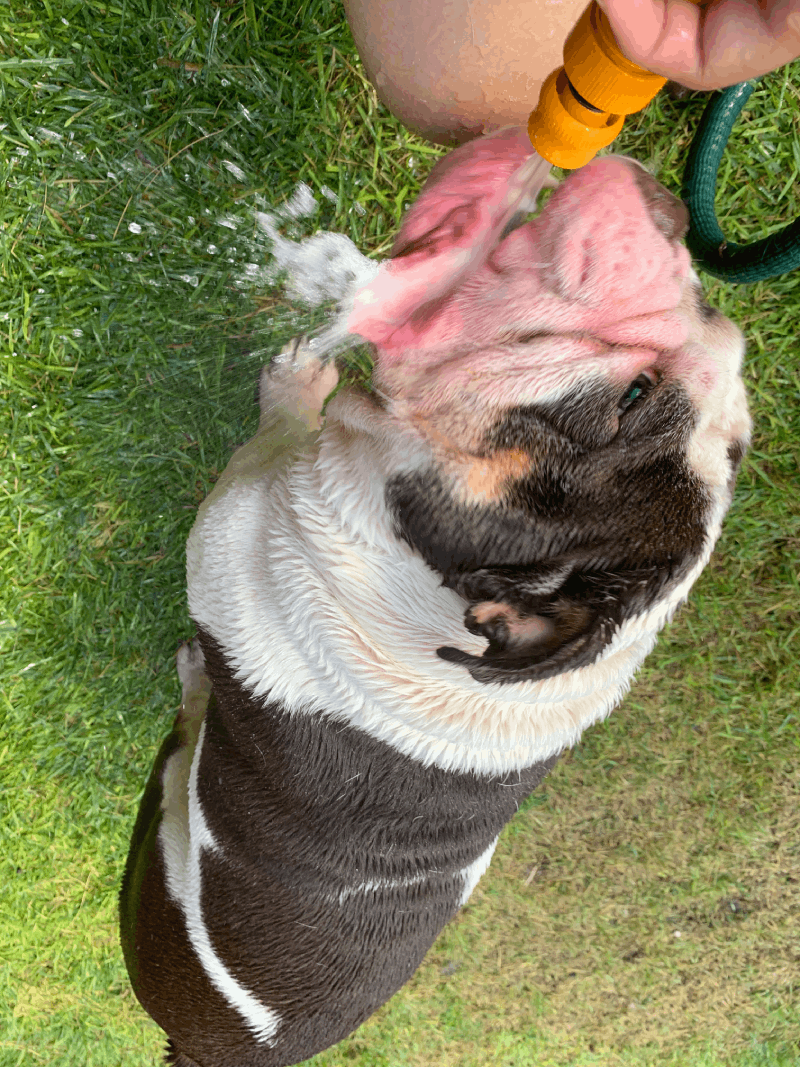 Dog drinking water hose from the sky