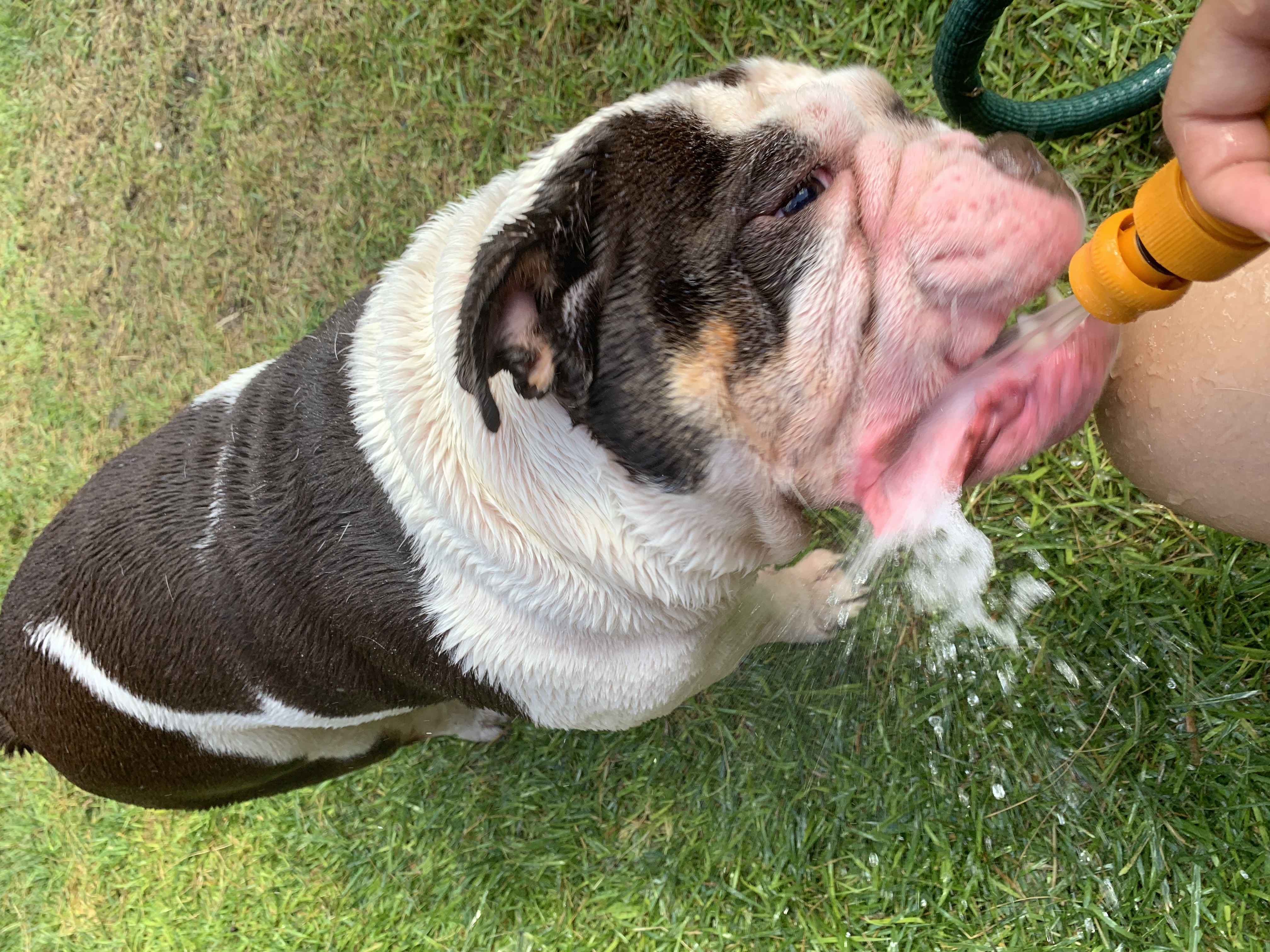 Original orientation of dog drinking from hose